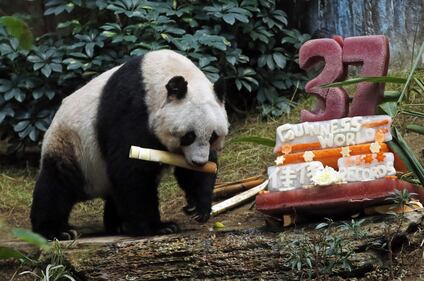 Il panda più vecchio al mondo fa gli anni oggi 6