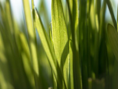 Wheatgrass, tutti i benefici del superfood verde