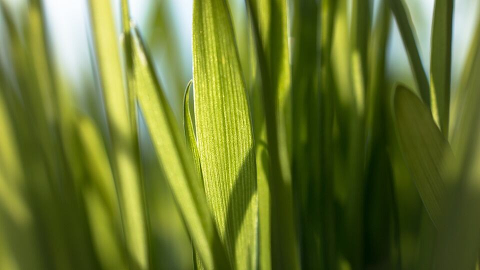 Wheatgrass, tutti i benefici del superfood verde