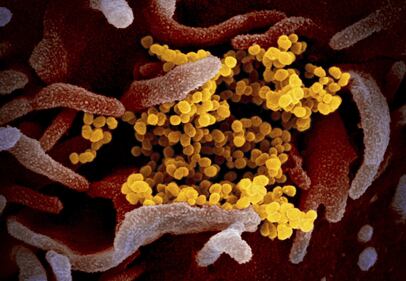 Le nuove immagini del coronavirus 2