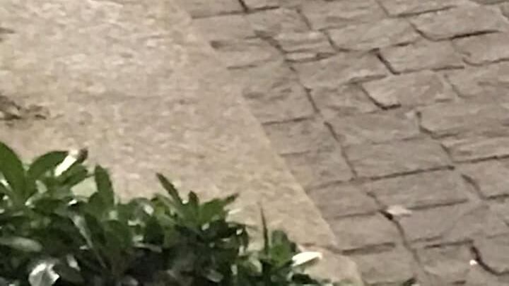 "Ratti in Paolo Sarpi", video e denuncia su Fb