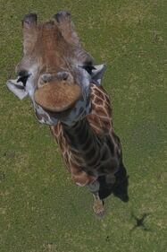 Gli animali del bioparco ancora chiuso per l'emergenza Covid-19 1