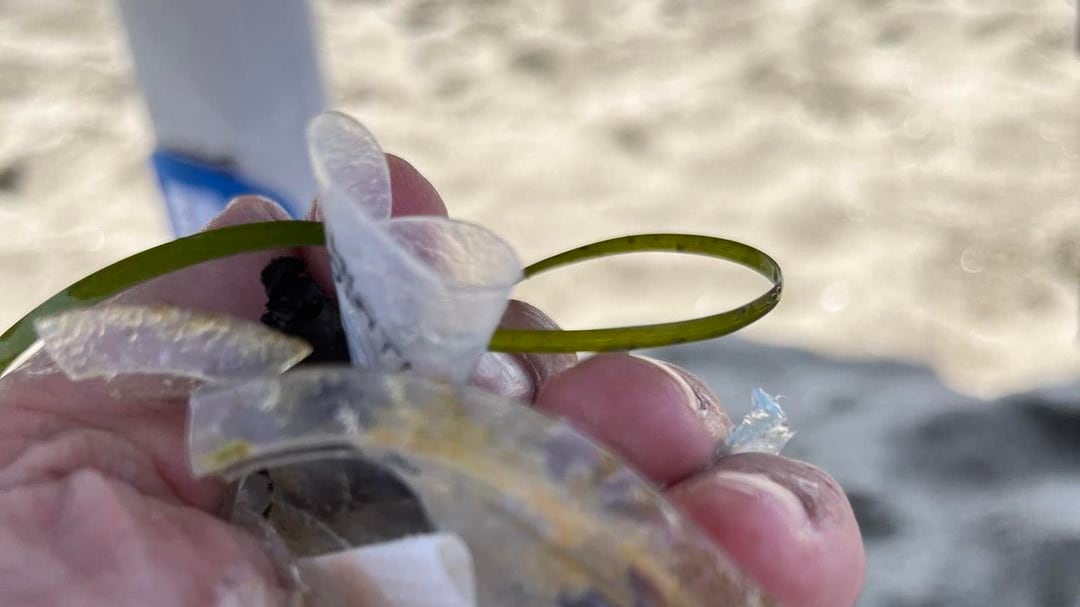 "Capalbio invasa dalla plastica...". Scoppia la polemica tra Calenda e il sindaco di Orbetello