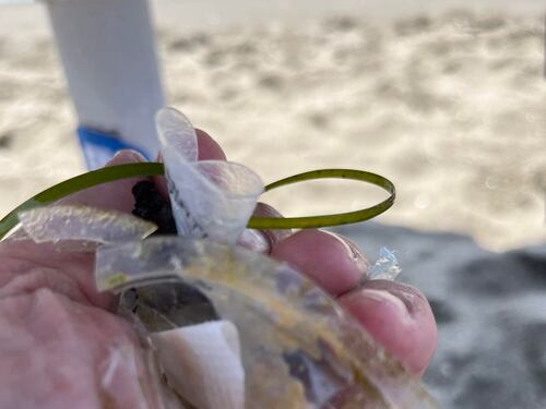 "Capalbio invasa dalla plastica...". Scoppia la polemica tra Calenda e il sindaco di Orbetello
