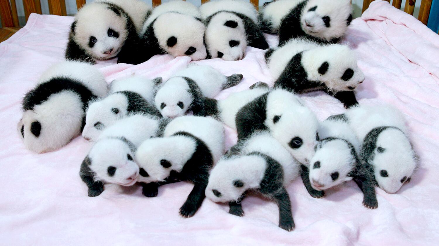 I panda sono un po' più lontani dall'estinzione, ma ora rischiano gorilla, scimpanzè ed elefanti