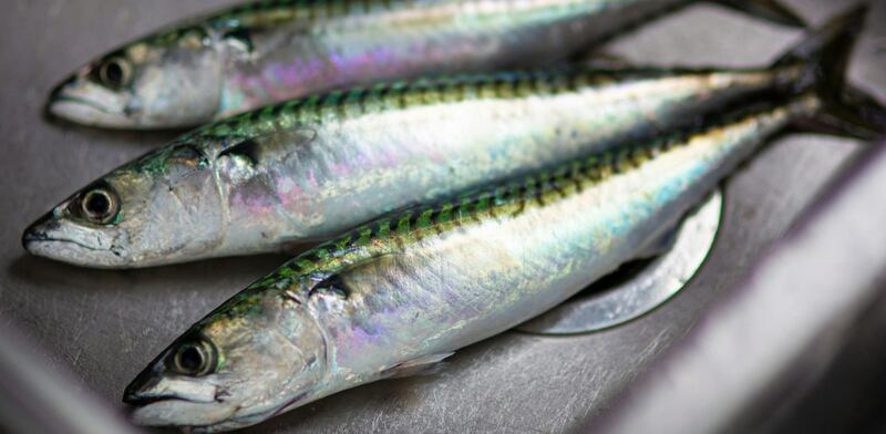 Pesce azzurro