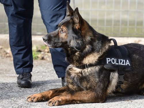 Cani antidroga scoprono panetti di hashish in carcere