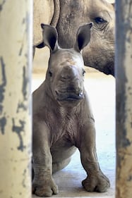 Taiwan, nato un cucciolo di rinoceronte bianco 2