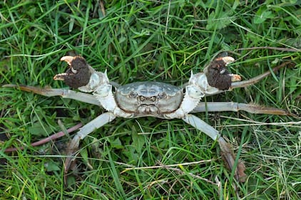 Le immagini delle specie aliene invasive 2