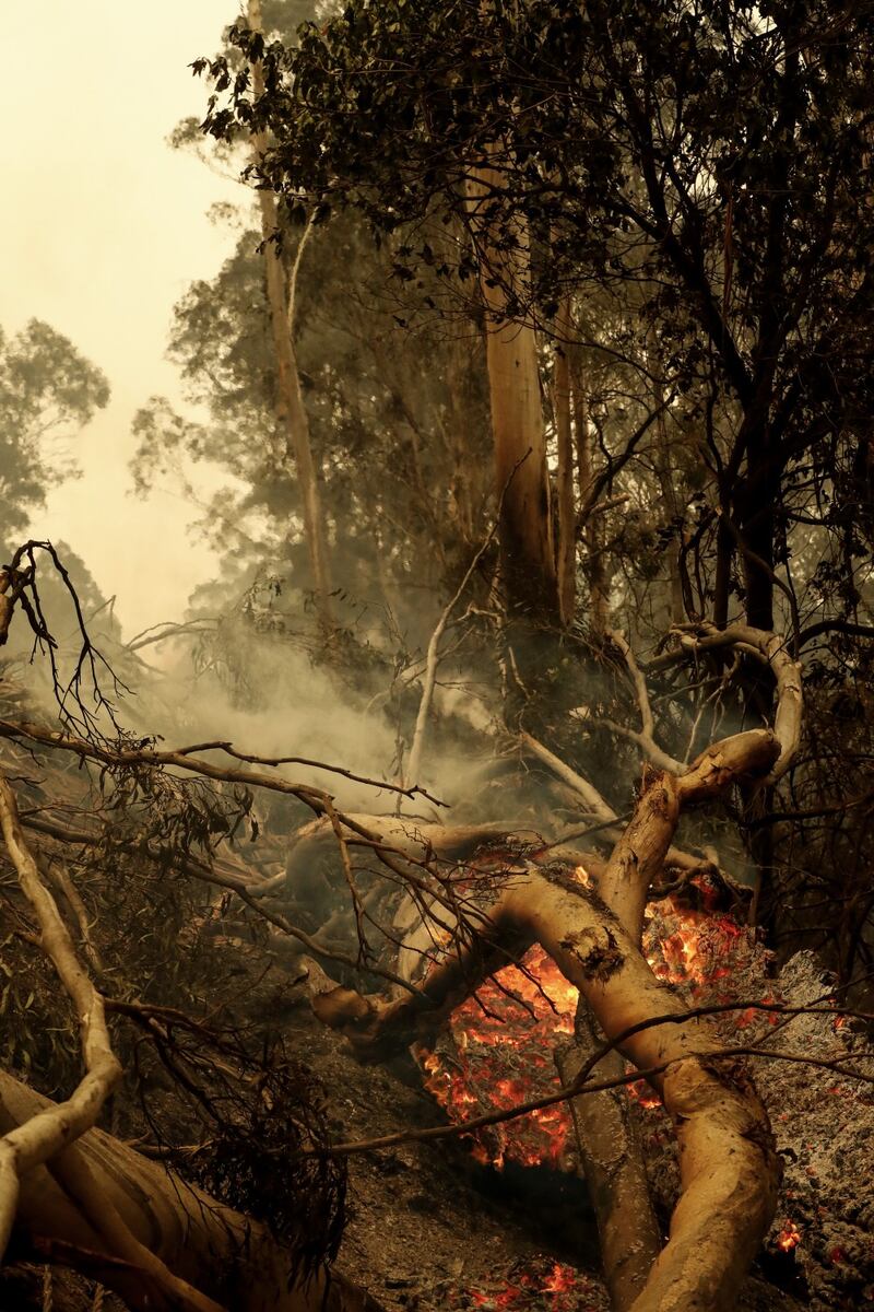Incendi in Australia, le immagini della devastazione 2