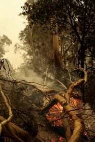 Incendi in Australia, le immagini della devastazione 2