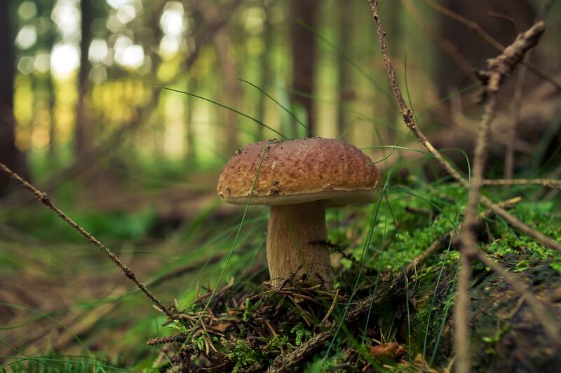 Funghi porcini