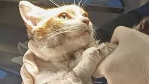 Gatto Leone, la psichiatra: "Il killer potrebbe tornare a uccidere". E spunta una taglia