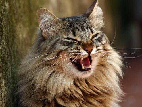 Non risarcibili le spese eccessive per curare i gatti