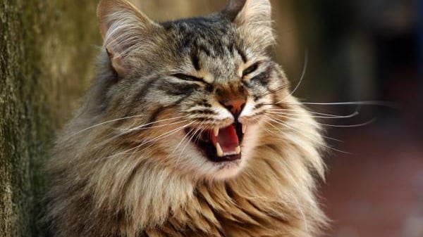 Donna dà fuoco alla casa e poi decapita il gatto
