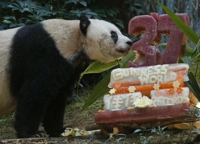 Il panda più vecchio al mondo fa gli anni oggi 9