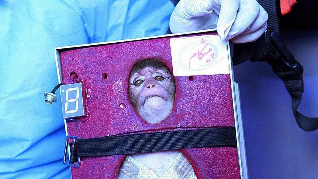 Scimmia nello spazio, il mondo contro l'Iran