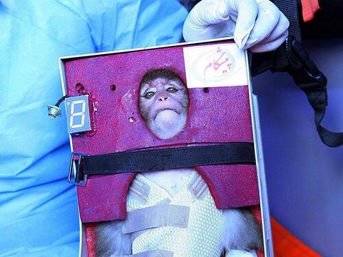 Scimmia nello spazio, il mondo contro l'Iran
