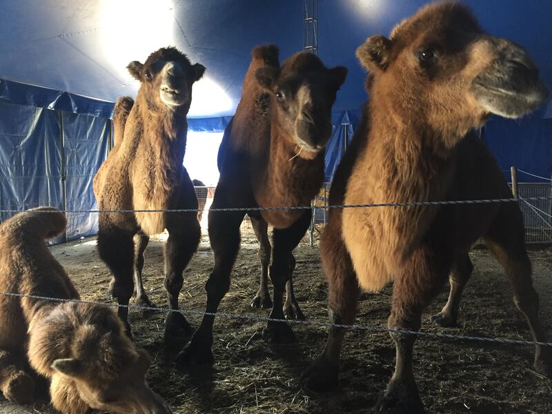 Gli animali del Circo Madagascar 1