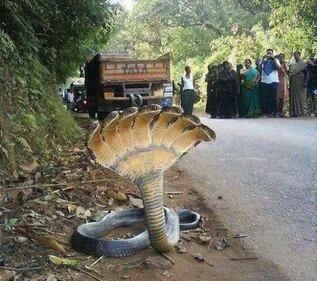 Le dieci immagini fake 3
