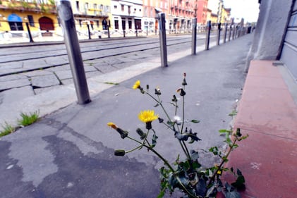A Milano, la natura riprende i suoi spazi in città 7