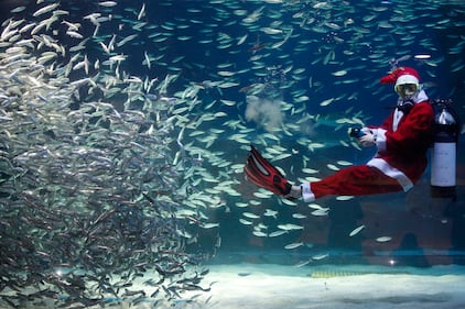 Babbo Natale nell'acquario 2