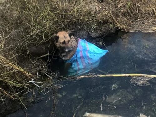 Lieto fine per Ciccio: il cane buttato nel canale ha trovato casa
