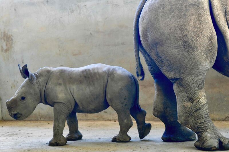 Taiwan, nato un cucciolo di rinoceronte bianco 6