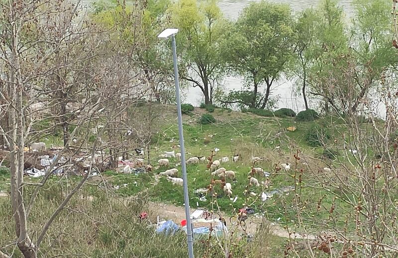Discariche, roghi tossici e pic-nic: sul Lungotevere di Pietra Papa spunta una nuova favela 8
