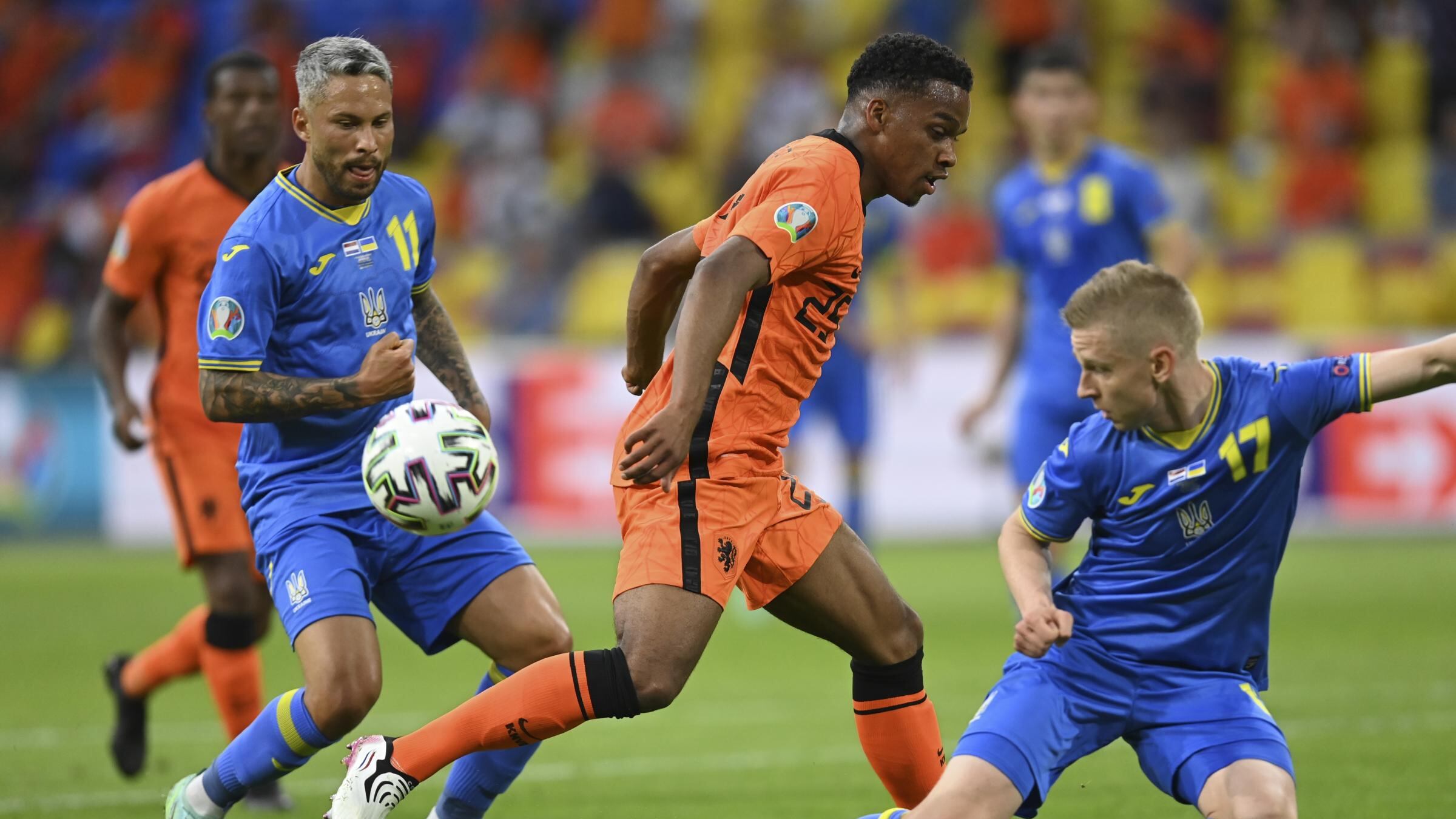 Timber, l'ultimo baby oranje