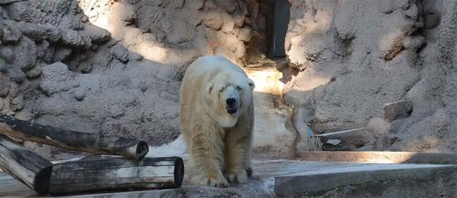 Morto Arturo, l'orso più triste del mondo 10