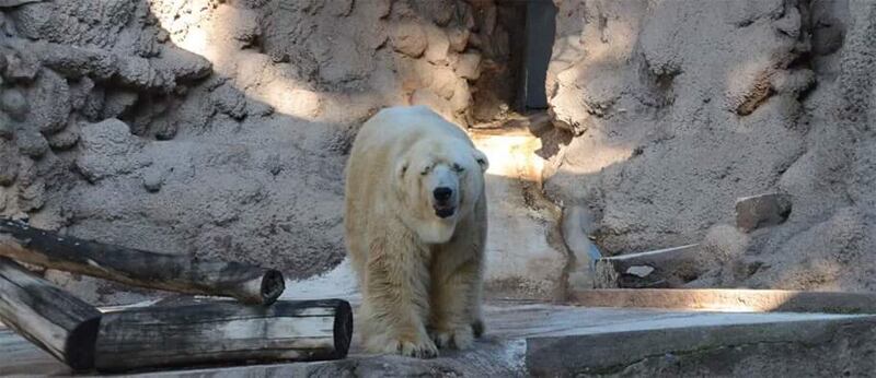 Morto Arturo, l'orso più triste del mondo 10