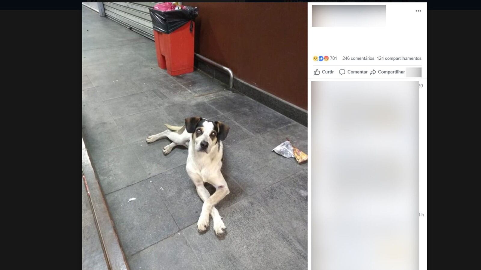 Avvelenato e bastonato Il Brasile vuole giustizia per il bastardino eroe