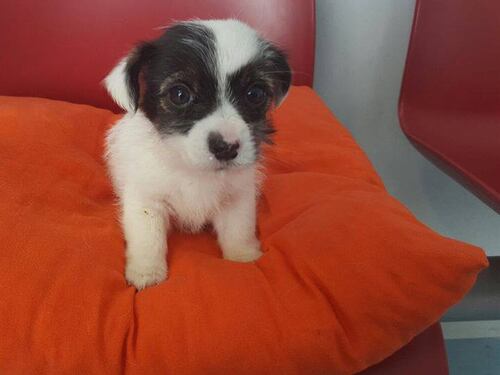 Artù, il jack russel con il mega-esofago