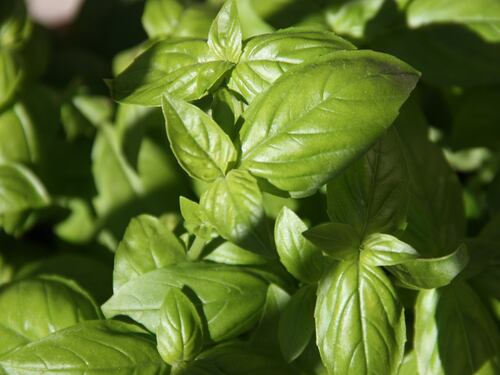 Basilico, 10 benefici e proprietà terapeutiche