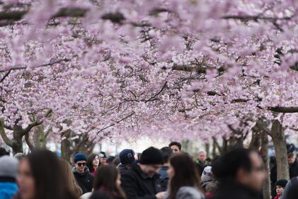 Gli alberi di ciliegio in fiore al Giardino del re a Stoccolma 5