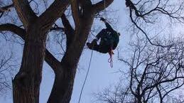 Dal «tree climber» al «medico della memoria»: trovare lavoro sui motori di ricerca