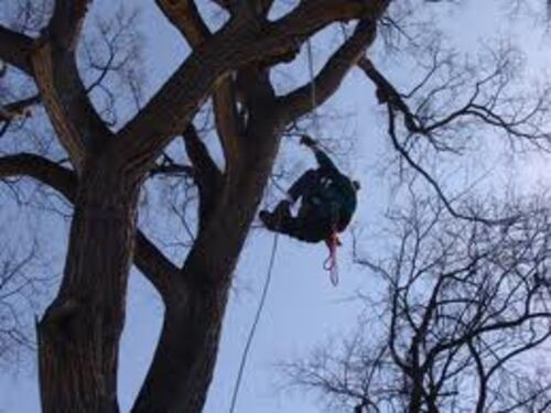 Dal «tree climber» al «medico della memoria»: trovare lavoro sui motori di ricerca