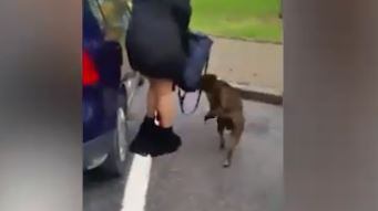Mondovì, nel tentativo di difendere il suo cane da un pitbull perde gonna e biancheria: donna derisa e filmata