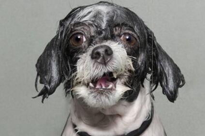 Titolo: Wet Dog 2. Autrice: Sophie Gamand 