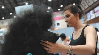 La toelettatura a domicilio. Curare i cani? È senza stress