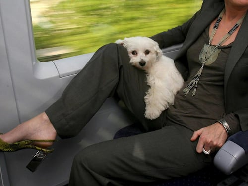 Bauking, la vacanza pet-friendly “viaggia” alla Fiera del Turismo