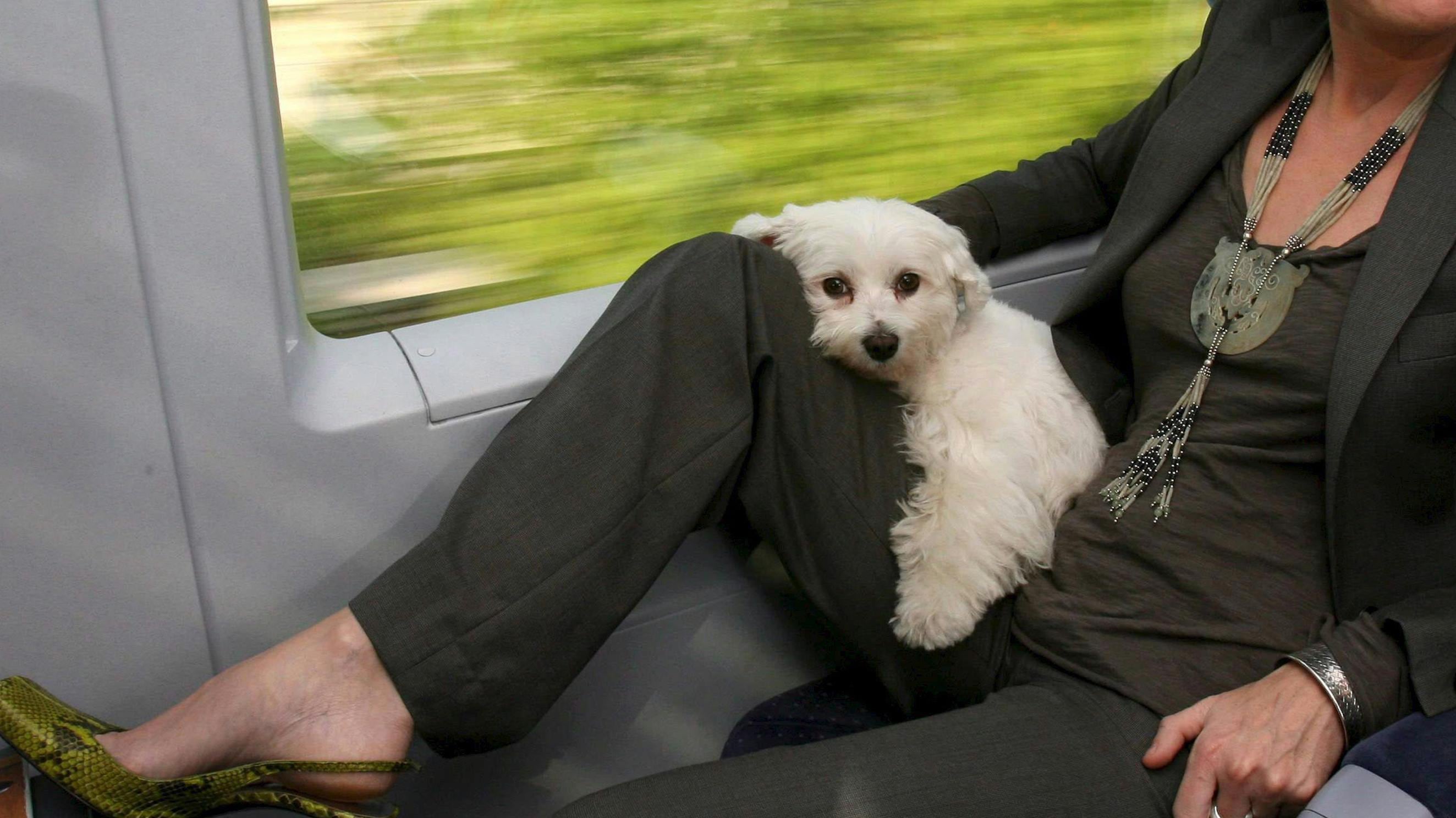 Fido a bordo: cani di grossa taglia anche sui treni Italo