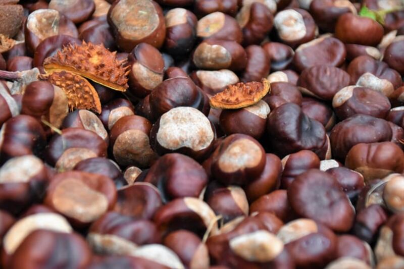 Raccolta castagne