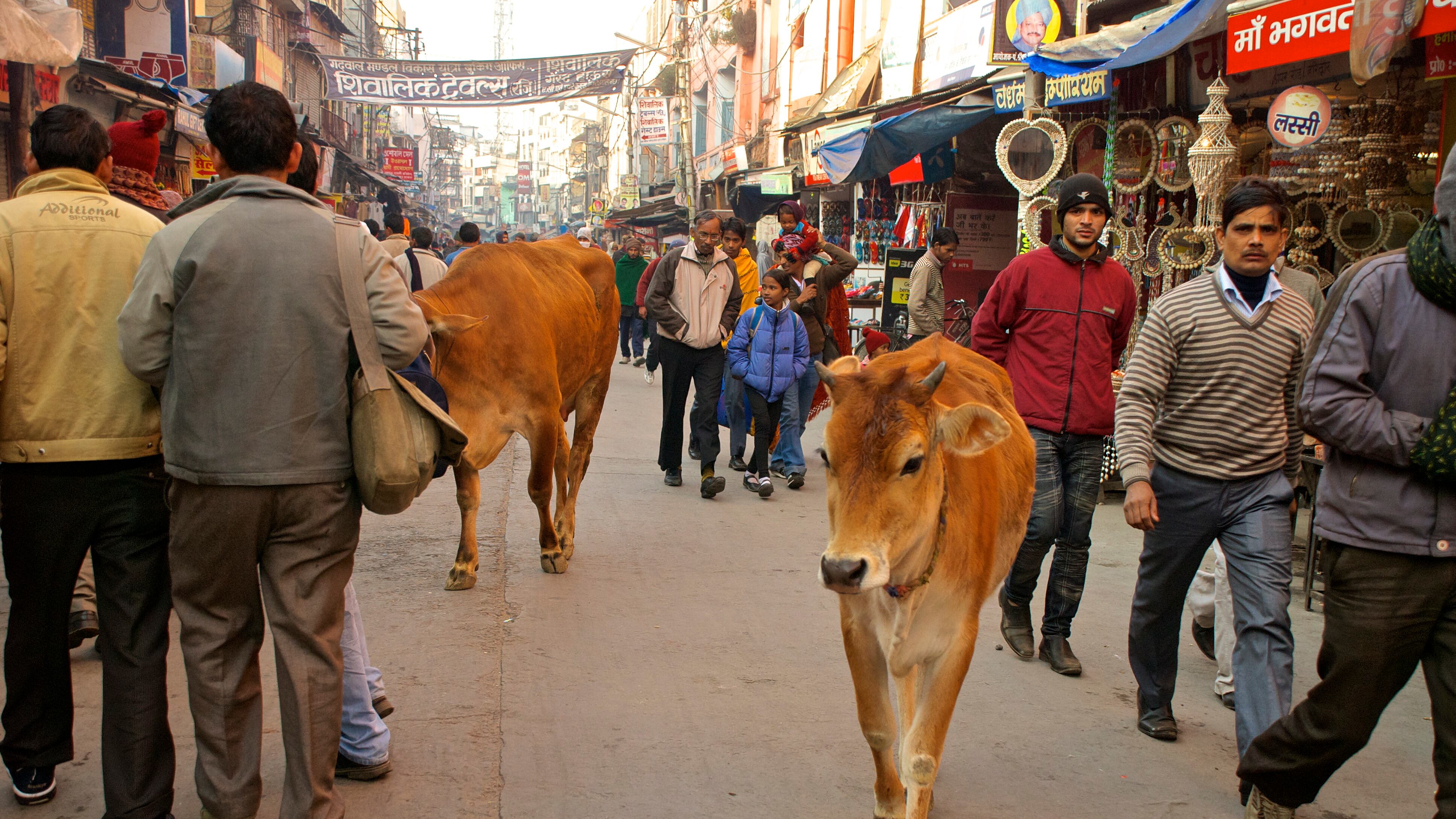 Altra tragedia in India, muore giovane sposa nutrita con feci di mucca