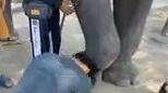 Picchia un elefante: costretto a "inginocchiarsi e a chiedergli scusa"