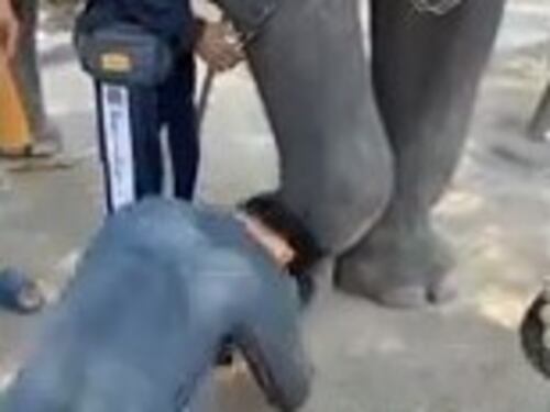 Picchia un elefante: costretto a "inginocchiarsi e a chiedergli scusa"