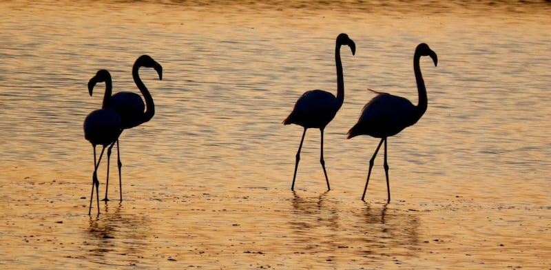 Saline di Cervia