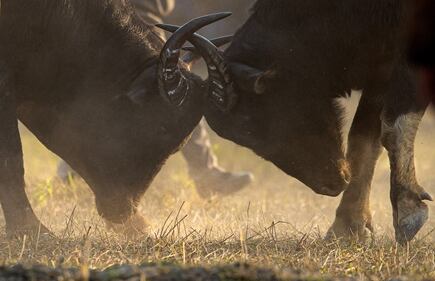 La corrida indiana: le immagini della lotta coi tori 1