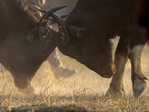 La corrida indiana: le immagini della lotta coi tori